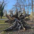 Gyula Csiga park
