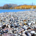 Balatonkenese, kagyló
