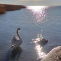 Téli Balaton, Hattyútánc - Balatonfűzfő