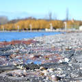 Balatonkenese, kagyló