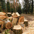 Kámoni Arborétumban - Szombathely