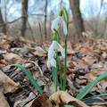 Hóvirág - Galanthus
