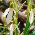 Hóvirág - Galanthus