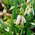 Hóvirág - Galanthus