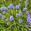 Muscari