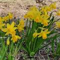 Narcisses