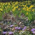 Jonquilles