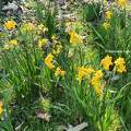 Jonquilles