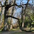 Arbre