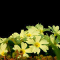 primula, kankalin