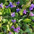 Violettes