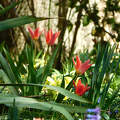 tulipán