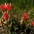 tulipánok délután