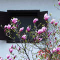 Tulipánfa, ablak