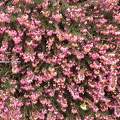 Bruyère (Calluna vulgaris)