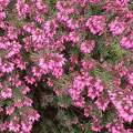 Bruyère (Calluna vulgaris)