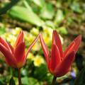 Tulipán