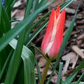 tulipán, kerti virág