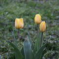 Tulipánok