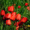 Tulipán
