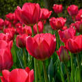 Kőröshegyi Levendulás és Tulipános