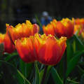 Kőröshegyi Levendulás és Tulipános