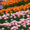 Kőröshegyi Levendulás és Tulipános