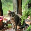 Chatte