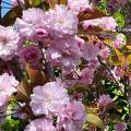 Prunus Serrulata Kanzan