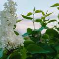 Orgona