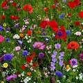 Fleurs des Champs