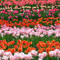 Kőröshegyi Levendulás és Tulipános