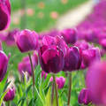 Kőröshegyi Levendulás és Tulipános