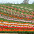 Kőröshegyi Levendulás és Tulipános