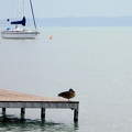 Balaton, víz, hajó, kacsa