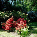 Szombathely, Kámoni arborétum