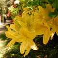 Jeli Varázskert - Kám, arborétum, rododendron