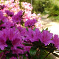 Jeli Varázskert - Kám, arborétum, rododendron, út