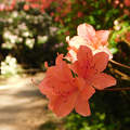 Jeli Varázskert - Kám, arborétum, rododendron, út