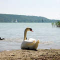 Balatonfűzfő strand