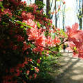 Jeli Varázskert - Kám, arborétum, rododendron, út