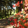 Jeli Varázskert - Kám, arborétum, rododendron, út