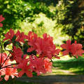 Jeli Varázskert - Kám, arborétum, rododendron