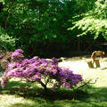 Szombathely, Kámoni arborétum