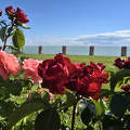 Balatonkenese, rózsák között