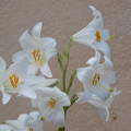 liliom
