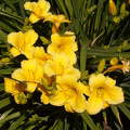 Liliom