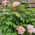 Rosier