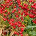 Les fruits rouges - baies