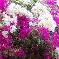 Bougainvillier